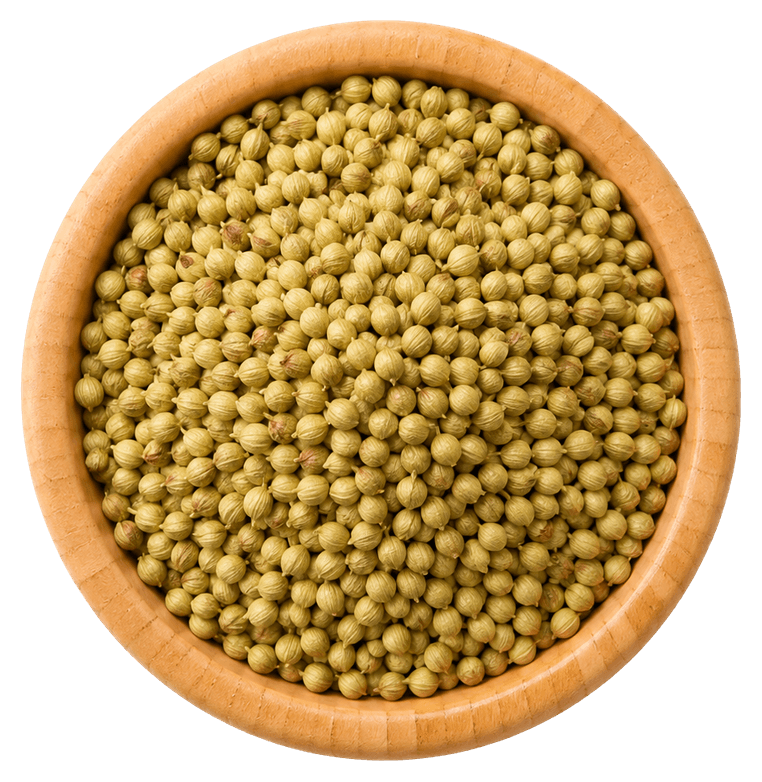 كزبرة